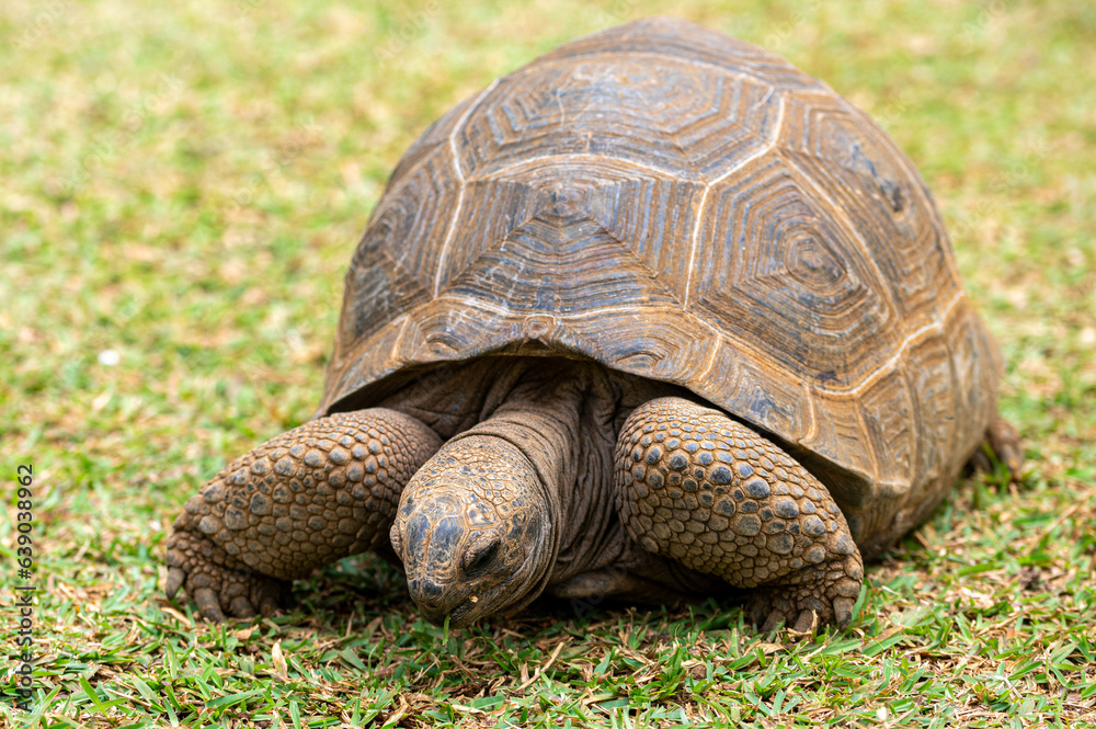 Aldabra giant tortoise, Mauritius. Over 100 years ago, Mauritian Giant Tortoise became extinct and tortoises from Aldabra Island, Seychelles were imported, Mauritius Aldabra giant tortoise, Mauritius. Over 100 years ago, Mauritian Giant Tortoise became extinct and tortoises from Aldabra Island, Seychelles were imported, Mauritius
