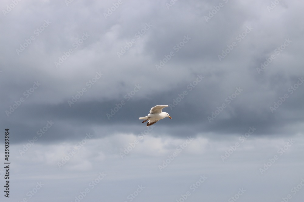 Obraz premium seagull in flight