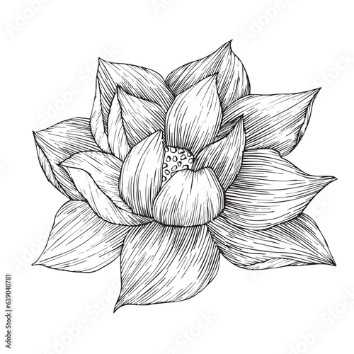 Set of vector hand drawn lotus flower black line art illustration. Outline floral drawing for for logo, tattoo, packaging design, compositions. Water Lily botanical vector design.