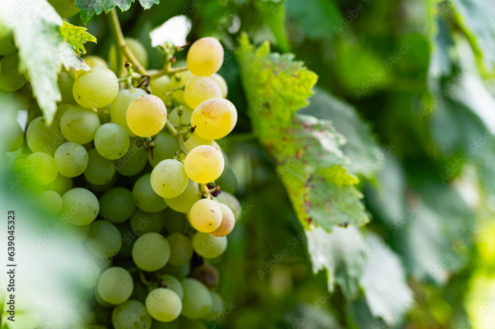 Large bunch of white grapes hanging, close-up. Large bunch of white grapes hanging, close-up.