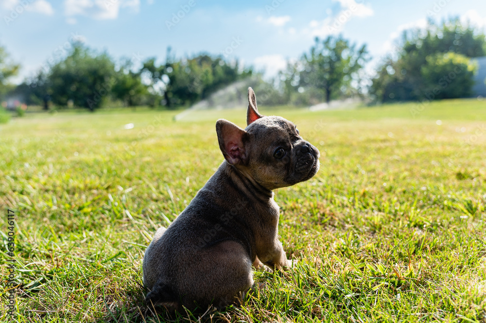 Fototapeta premium French bulldog puppy sit on a green lawn in the backyard.