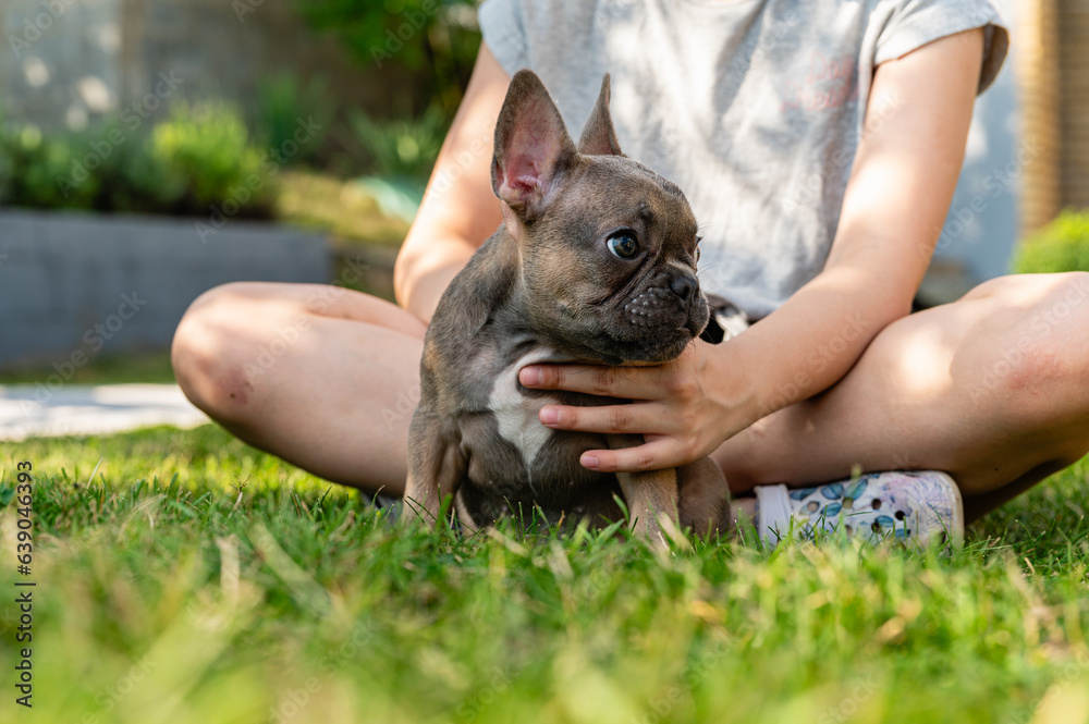 French bulldog puppy is resting on a green lawn.