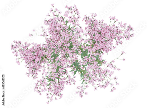 Various types of pink flowers grass bushes shrub and small plants isolated