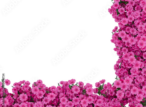 pink flowers border