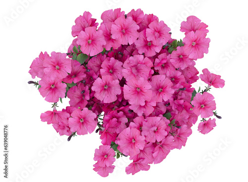 Various types of pink flowers bushes shrub