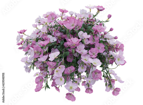 Various types of pink flowers grass bushes shrub and small plants isolated	