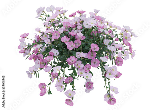 Various types of pink flowers grass bushes shrub and small plants isolated 