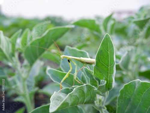 Obraz na plátně Green mantis on Withania somnifera leaves.