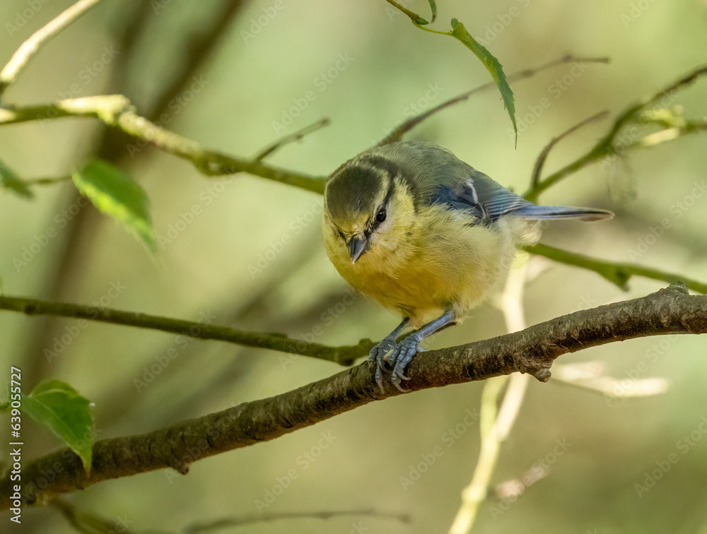 Fototapeta premium Blue tit small bird perched on a branch eating a seed in the woodland