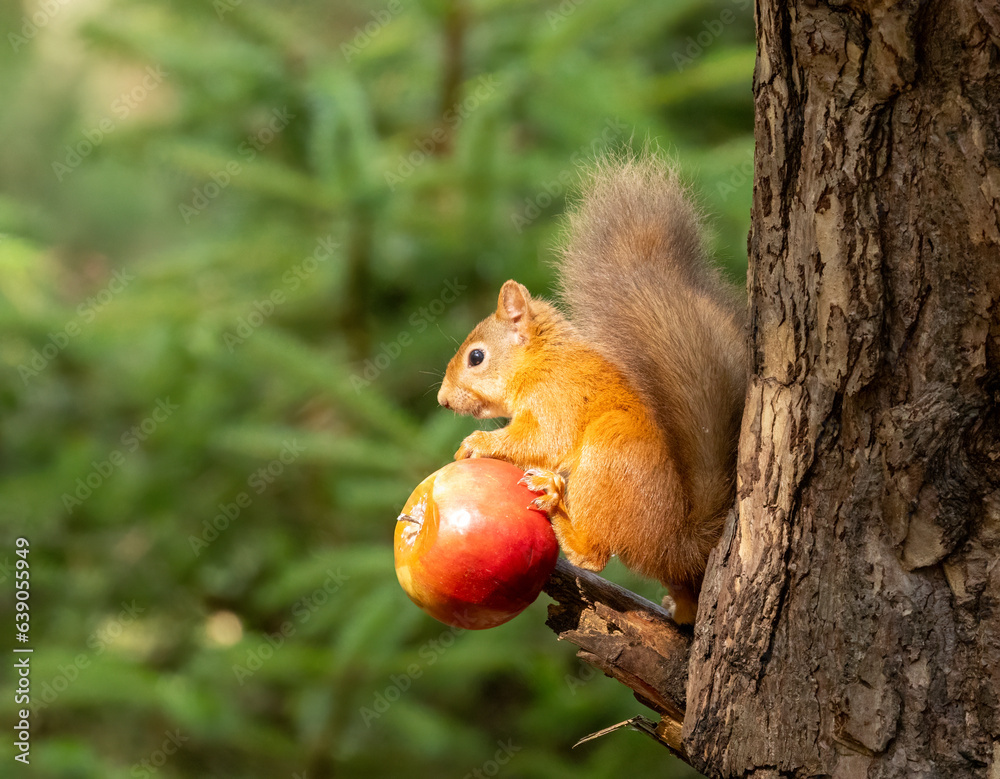 Obraz premium Cute scottish red squirrel in the woodland eating a tasty red apple on a branch of a tree in the sunshine in the woodland