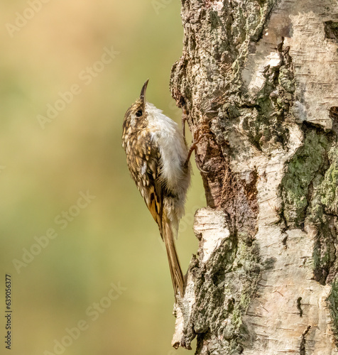 Tree creeper on wood searching for bugs in the forest