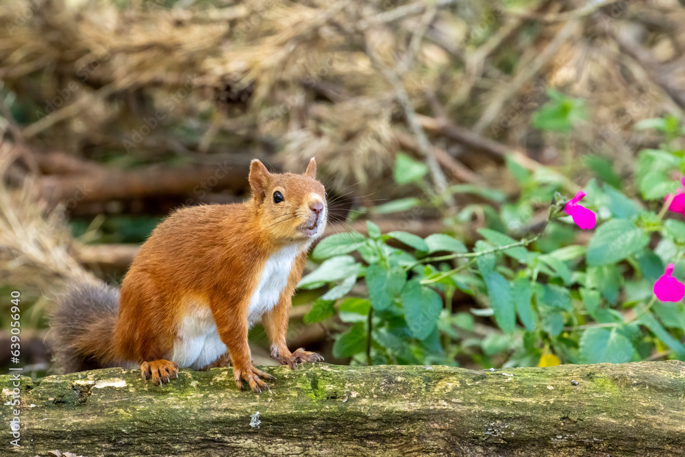 Cute little scottish red squirrel foraging and looking for food on the forest floor with curious face Cute little scottish red squirrel foraging and looking for food on the forest floor with curious face