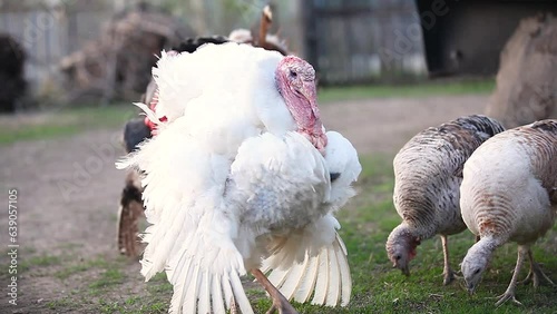 Birds on the farm. A group of turkeys are grazing in the farmyard. Mating game.