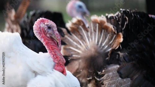 Aggressive white male turkey close-up. Birds on the farm. Video with sound.