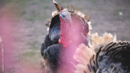 Birds on the farm. A group of male turkeys graze on the farm. Close-up, selective focus.
