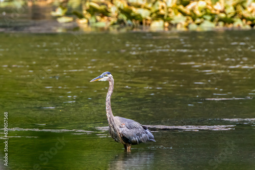 heron in water