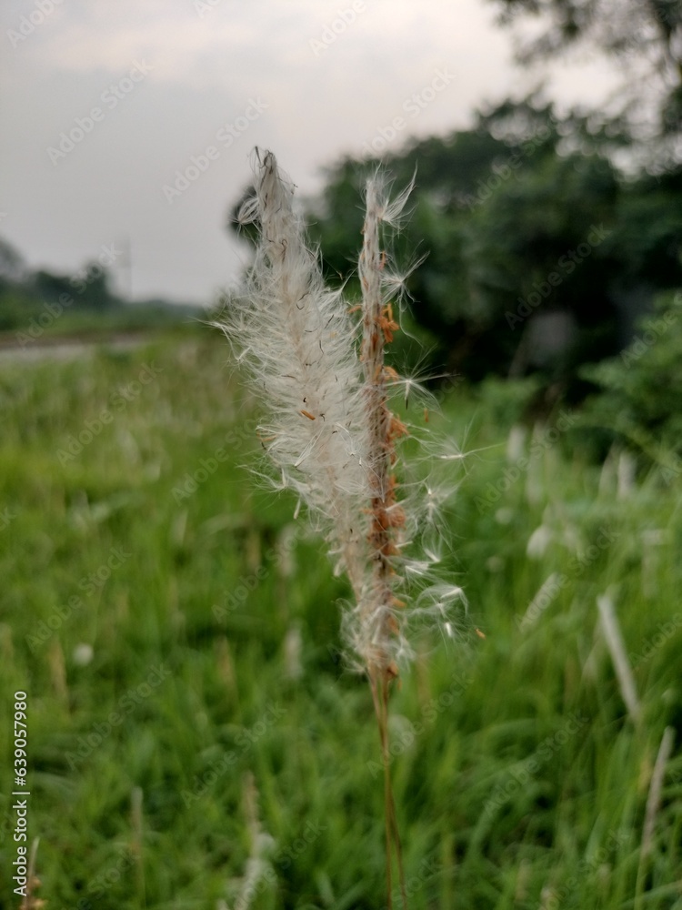 Fototapeta premium Pretty catkin or kashful under the open sky. 
