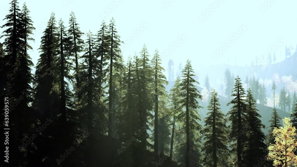 Radiant coniferous forest in the hills at dusk Radiant coniferous forest in the hills at dusk