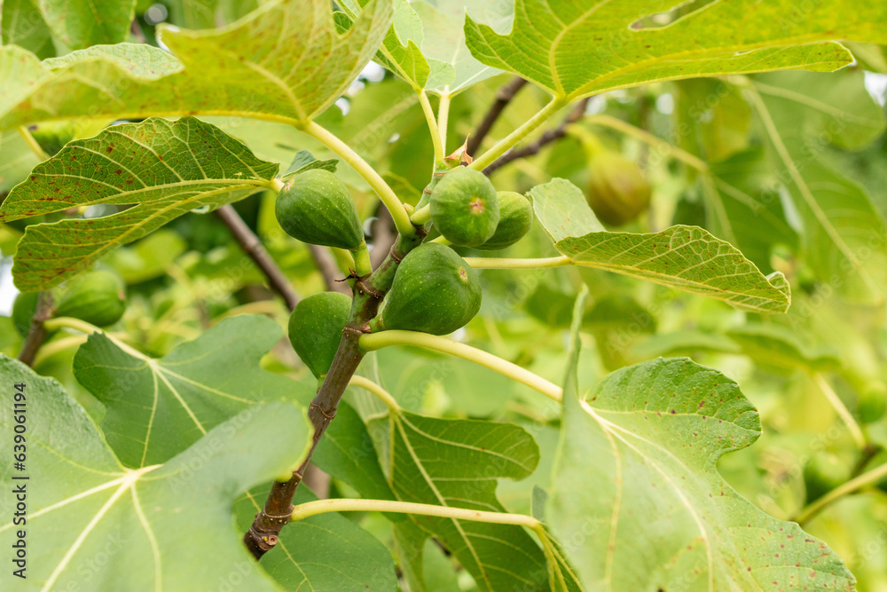 Fig or Ficus Carica plant in Zurich in Switzerland Fig or Ficus Carica plant in Zurich in Switzerland