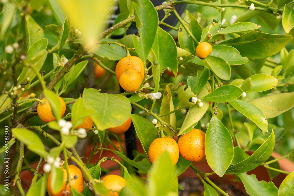 Mandarin orange or Citrus Reticulata plant in Zurich in Switzerland Mandarin orange or Citrus Reticulata plant in Zurich in Switzerland