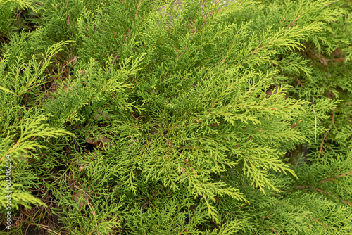 Siberian carpet cypress or Microbiota Decussata plant in Zurich in Switzerland photo