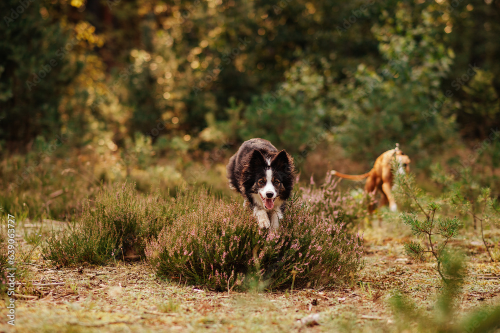 czarny border collie skacze przez wrzosy w lesie