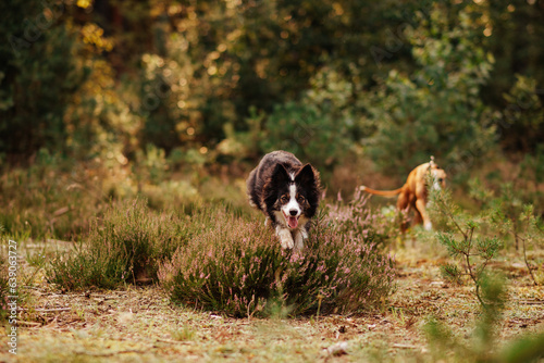 Obraz na płótnie czarny border collie skacze przez wrzosy w lesie w salonie