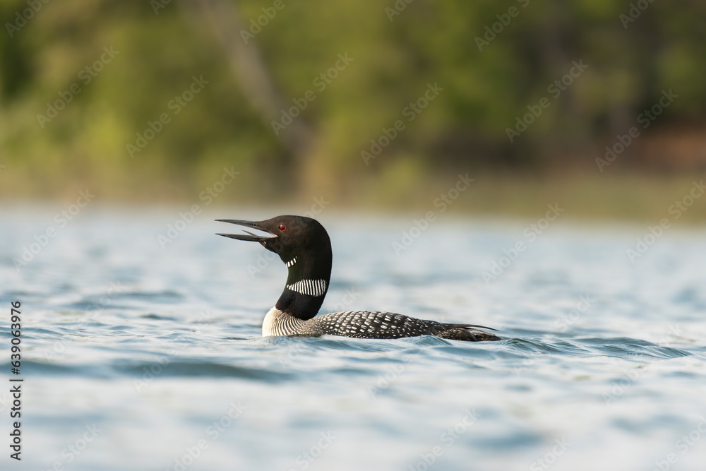 Φωτογραφία Loon calls are one the quintessential sounds of summer in Northern Minnesota