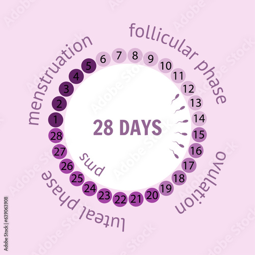 Stages of the menstrual cycle, menstrual phase,   follicular phase, ovulation phase, luteal phase