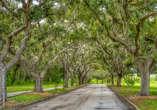Live Oak tree lined Rand Blvd in Sarasota Florida USA © Jim Schwabel