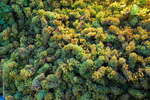 Image of fresh green grape bunches in sunny day after harvesting