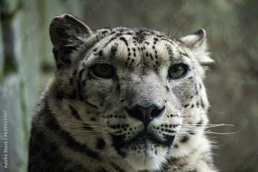 Big white Snow leopard lies with piercing yellow eyes Big white Snow leopard lies with piercing yellow eyes
