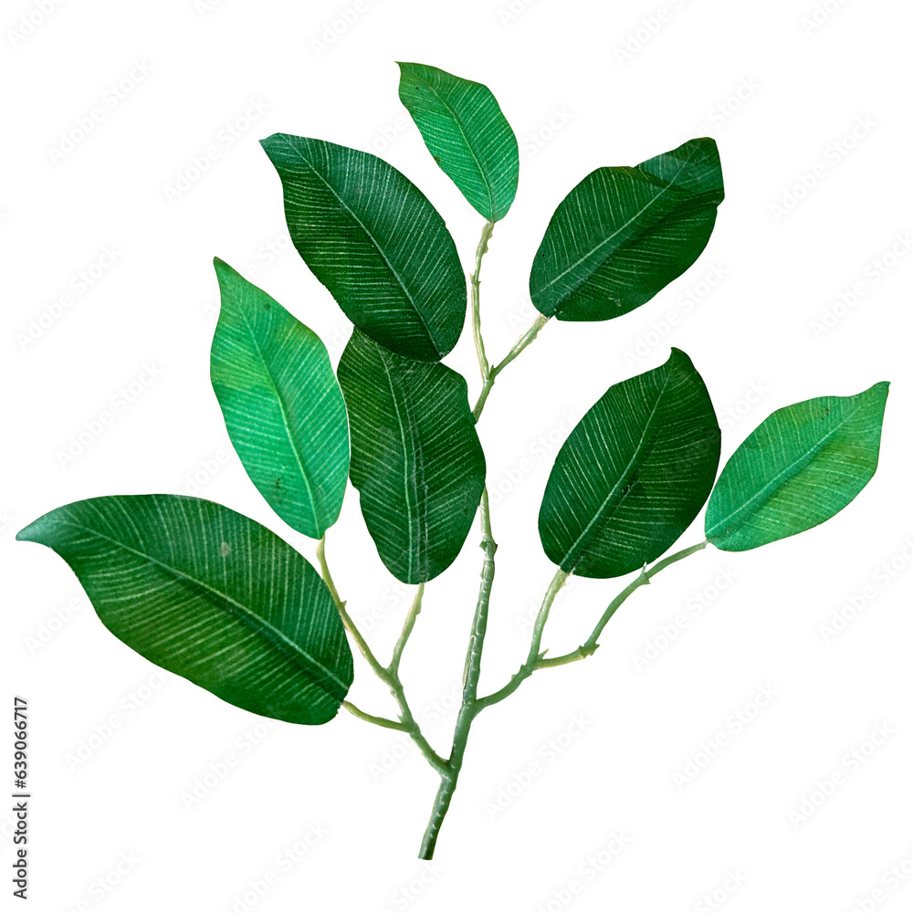 Naklejka premium twigs and leaves without background