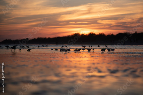 sunset on the beach with birds
