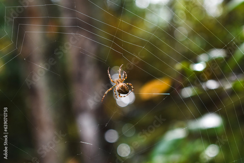 spider on web