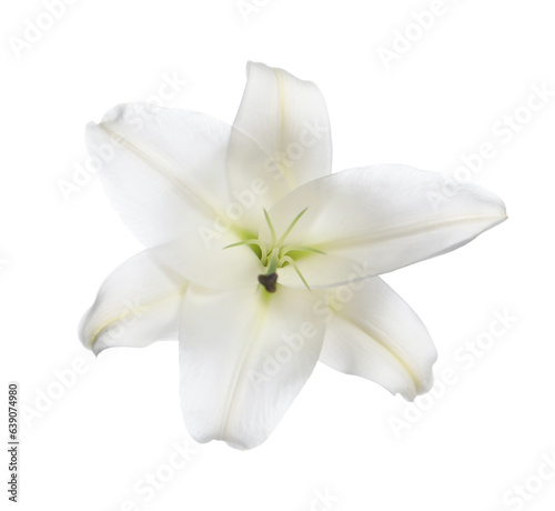 Beautiful fresh lily flower isolated on white