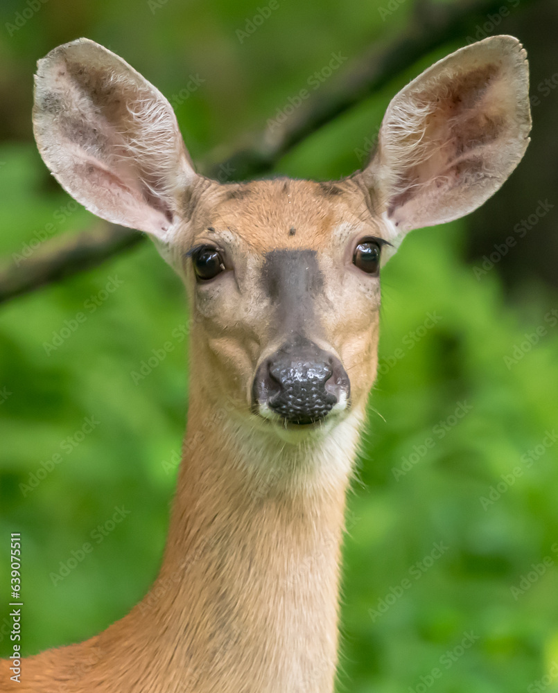 A mature white tail doe deer in the woods with a blurred background in Warren County, Pennsylvania, USA on a sunny summer day