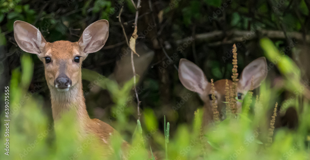 Two white tail fawn deer, one in the background in the woods in Warren County, Pennsylvania, USA on a sunny summer day Two white tail fawn deer, one in the background in the woods in Warren County, Pennsylvania, USA on a sunny summer day