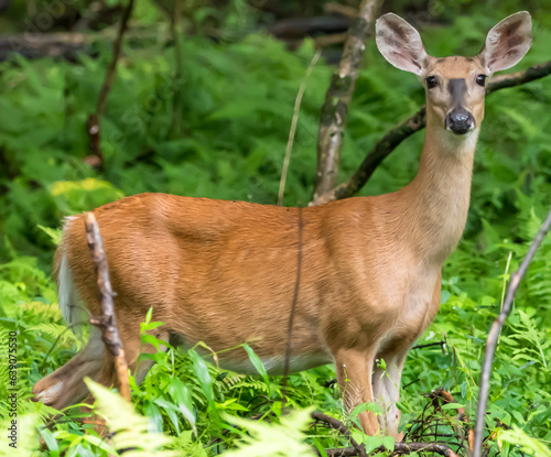 A mature white tail doe deer in the woods with a blurred background in Warren County, Pennsylvania, USA on a sunny summer day photo