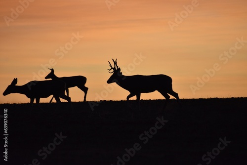 Whitetail Mule Deer Buck and Doe in Rut with Sunset in a Field in Texas