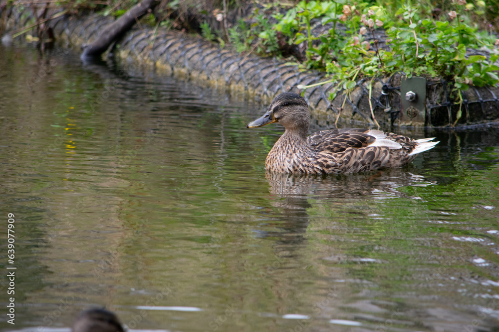 Ducks at Roger Stevens Pond, University of Leeds, United Kingdom Ducks at Roger Stevens Pond, University of Leeds, United Kingdom