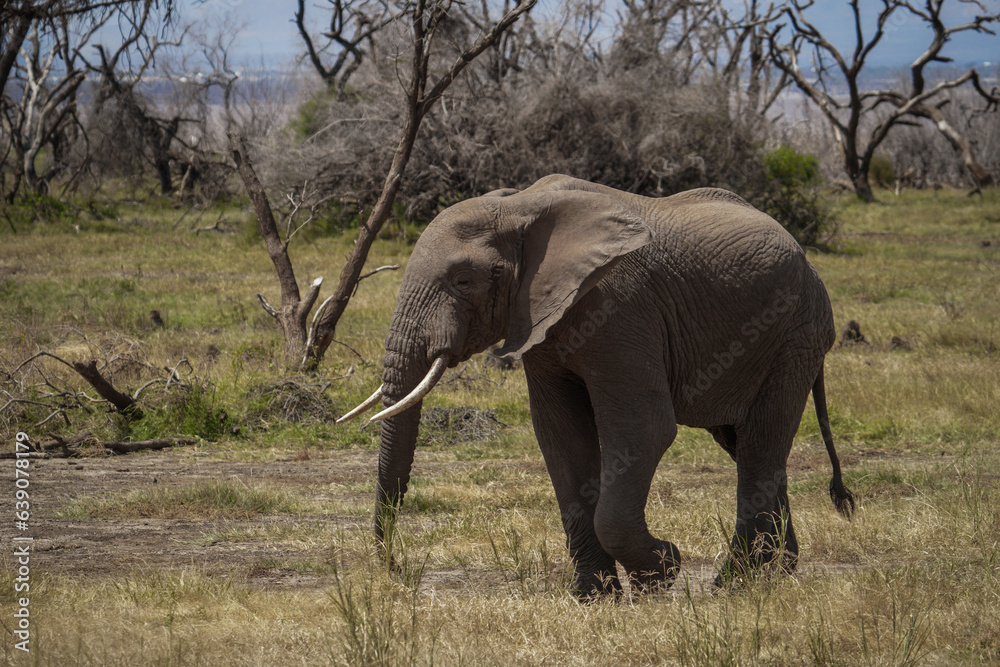 Fototapeta premium Safari in Lake Manyara, Tanzania