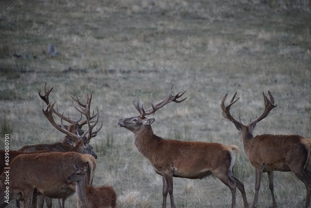 Naklejka premium Red Deer