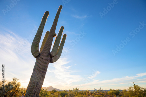 Saguaro