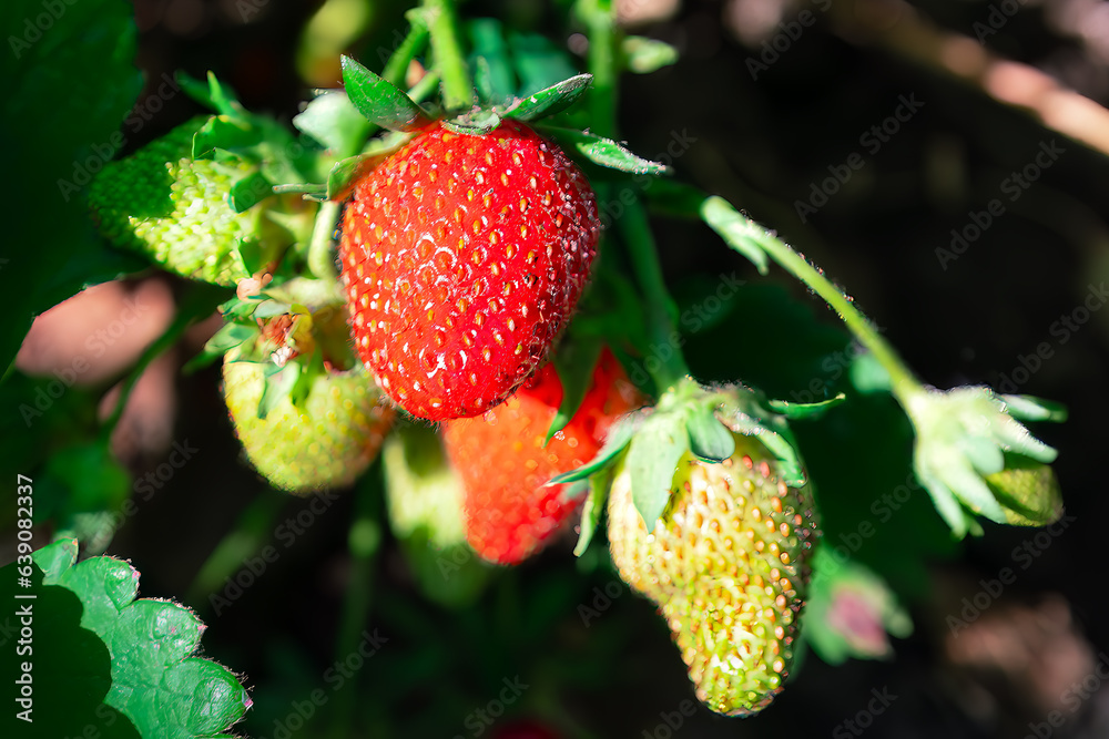 Strawberries growing in the garden on a sunny summer day