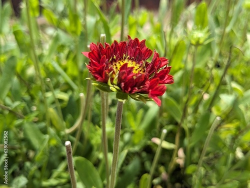 red and yellow flower © Naksh