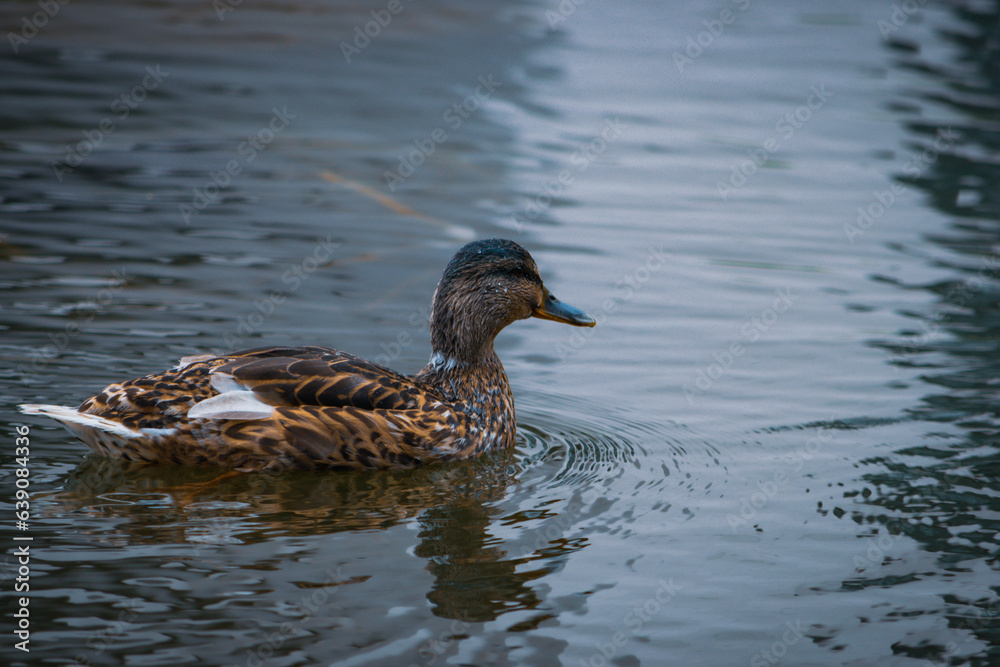 Ducks at Roger Stevens Pond, University of Leeds, United Kingdom Ducks at Roger Stevens Pond, University of Leeds, United Kingdom