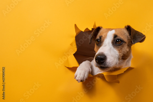 Fotografia Funny jack russell terrier comes out of a paper orange background tearing it