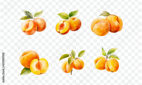 Apricot in watercolor drawing style
