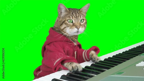 Bengal cat playing digital piano keyboard on green screen isolated with chroma key.